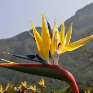 Yellow Bird of Paradise Plant Live Houseplant 5-10 Inches Tropical Strelitzia Reginae Bush