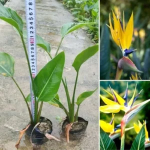 Yellow Bird of Paradise Plant Live Houseplant 5-10 Inches Tropical Strelitzia Reginae Bush