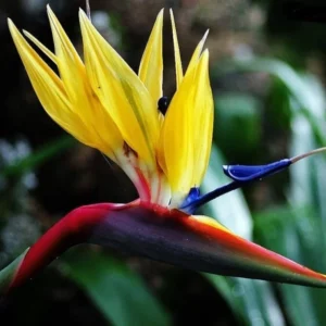 Yellow Bird of Paradise Plant Live Houseplant 5-10 Inches Tropical Strelitzia Reginae Bush