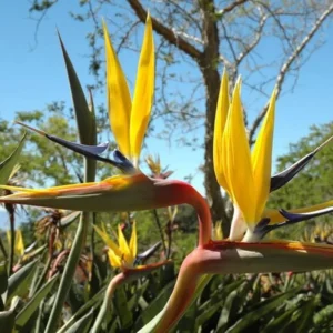 Yellow Bird of Paradise Plant Live Houseplant 5-10 Inches Tropical Strelitzia Reginae Bush