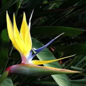 Yellow Bird of Paradise Plant Live Houseplant 5-10 Inches Tropical Strelitzia Reginae Bush