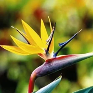 Yellow Bird of Paradise Plant Live Houseplant 5-10 Inches Tropical Strelitzia Reginae Bush