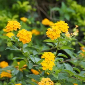 Yellow Lantana Live Plants - 4 Inch Pot Perennial Flower Planting