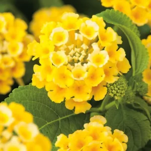 Yellow Lantana Live Plants - 4 Inch Pot Perennial Flower Planting