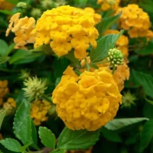 Yellow Lantana Live Plants - 4 Inch Pot Perennial Flower Planting