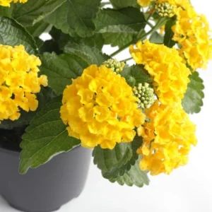 Yellow Lantana Live Plants - 4 Inch Pot Perennial Flower Planting