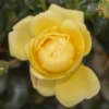 Yellow Rose Live Plant - Hybrid Tea Rose Bush 6-10 Inch - Outdoor Climbing Rose Vine