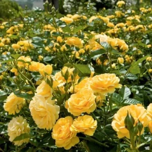 Yellow Rose Live Plant - Hybrid Tea Rose Bush 6-10 Inch - Outdoor Climbing Rose Vine