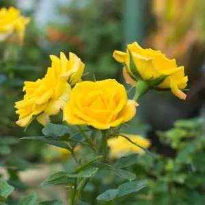 Yellow Rose Live Plant - Hybrid Tea Rose Bush 6-10 Inch - Outdoor Climbing Rose Vine