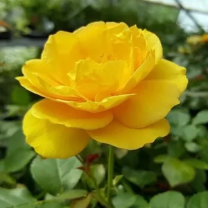 Yellow Rose Live Plant - Hybrid Tea Rose Bush 6-10 Inch - Outdoor Climbing Rose Vine