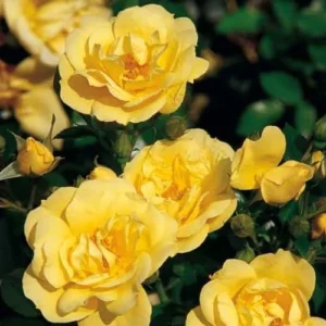 Yellow Rose Live Plant - Hybrid Tea Rose Bush 6-10 Inch - Outdoor Climbing Rose Vine