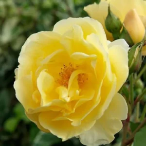 Yellow Rose Live Plant - Hybrid Tea Rose Bush 6-10 Inch - Outdoor Climbing Rose Vine