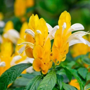 Yellow Shrimp Plant Live 4-6 Inch Tall Potted Garden Plant