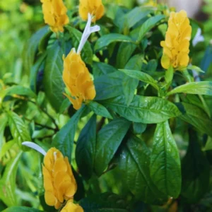 Yellow Shrimp Plant Live 4-6 Inch Tall Potted Garden Plant