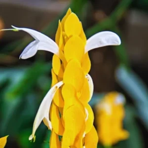 Yellow Shrimp Plant Set - 4 Live Plants, 4-6 Inch, Garden Ready