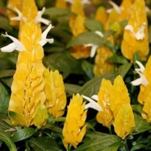 Yellow Shrimp Plant Set - 4 Live Plants, 4-6 Inch, Garden Ready