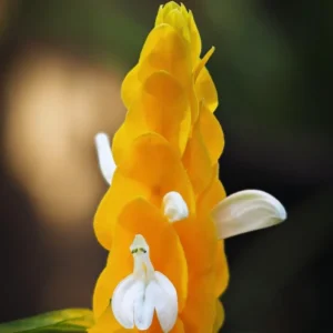 Yellow Shrimp Plant Set - 4 Live Plants, 4-6 Inch, Garden Ready