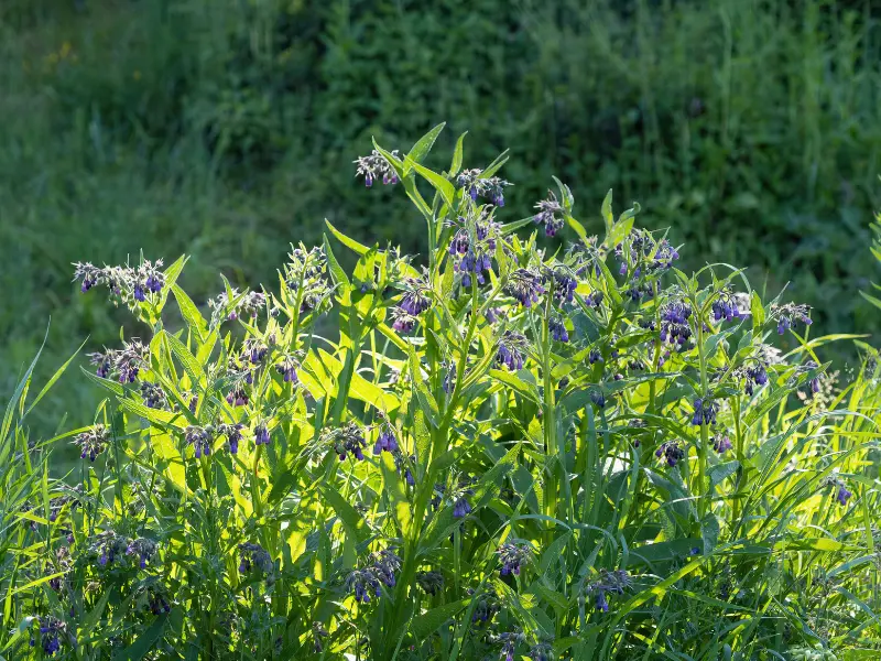 comfrey