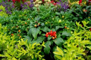 companion plants for peppers