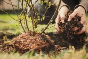 planting a plant