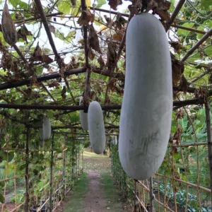 Ash Gourd Plant - Winter Melon Plant - 4 Inch Pot - 4-8 Inch Size