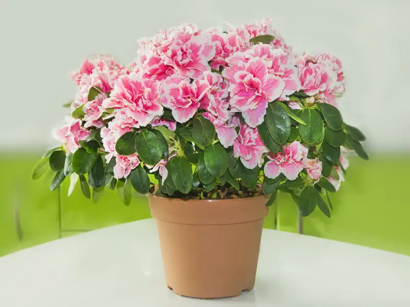 Azalea in Bloom