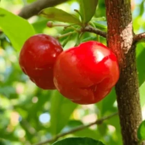 Barbados Cherry Trees - Live Plants 5-9 Inches Tall - Red Fruit