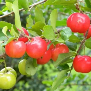 Barbados Cherry Trees - Live Plants 5-9 Inches Tall - Red Fruit