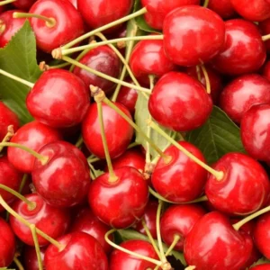 Barbados Cherry Trees - Live Plants 5-9 Inches Tall - Red Fruit
