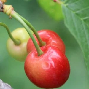 Barbados Cherry Trees - Live Plants 5-9 Inches Tall - Red Fruit