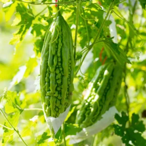 Bitter Melon Seeds for Planting - Bitter Gourd Vegetable Seeds - Garden Growing