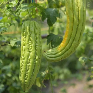 Bitter Melon Seeds for Planting - Bitter Gourd Vegetable Seeds - Garden Growing