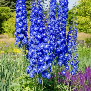 Blue Delphinium Plant Live - 5 Inch Potted Garden Plant