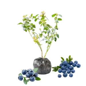 Blueberry Plants Live Bushes for Planting Indoor Outdoor Garden