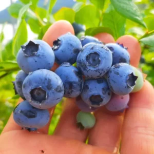 Blueberry Plants Live Bushes for Planting Indoor Outdoor Garden