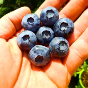 Blueberry Plants Live Bushes for Planting Indoor Outdoor Garden