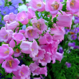 Campanula Plant Live Bareroot 4-6 Inches Campanula Flower Plant
