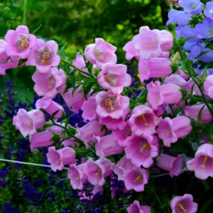 Campanula Plant Live Bareroot 4-6 Inches Campanula Flower Plant