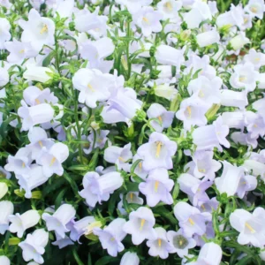 Campanula Plant Live Bareroot 4-6 Inches Campanula Flower Plant