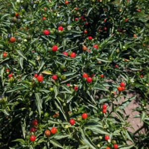 Chiltepin Tepin Pepper Plant - Live Plant - Spicy Pepper - Garden Ready