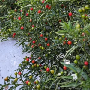 Chiltepin Tepin Pepper Plant - Live Plant - Spicy Pepper - Garden Ready