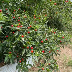Chiltepin Tepin Pepper Plant - Live Plant - Spicy Pepper - Garden Ready