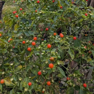 Chiltepin Tepin Pepper Plant - Live Plant - Spicy Pepper - Garden Ready