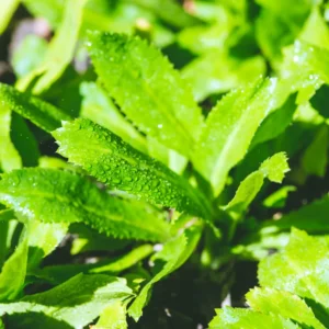 Culantro Seeds - 1000 Recao Cilantro Vegetable Seeds for Garden Growing