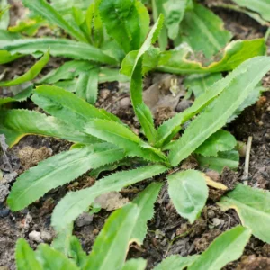 Culantro Seeds - 1000 Recao Cilantro Vegetable Seeds for Garden Growing