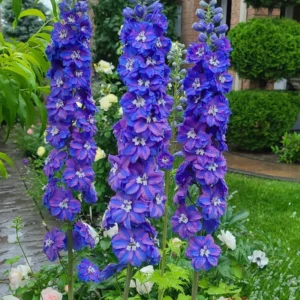 Delphinium Plant Live - Blue Flowers, 4-6 Inch Potted Plant for Planting