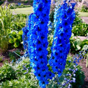 Delphinium Plant Live - Blue Flowers, 4-6 Inch Potted Plant for Planting