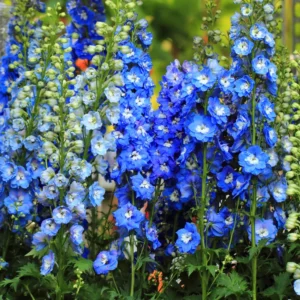 Delphinium Plant Live - Blue Flowers, 4-6 Inch Potted Plant for Planting