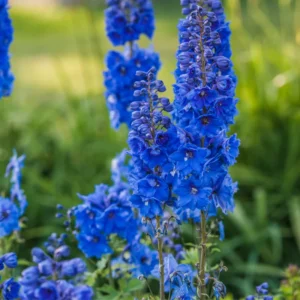 Delphinium Plant Live - Blue Flowers, 4-6 Inch Potted Plant for Planting