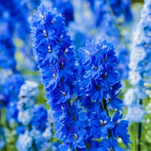 Delphinium Plant Live - Blue Flowers, 4-6 Inch Potted Plant for Planting